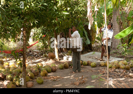 Thailand - Ko Samui - Harverst der Kokosnuss (Cocos nucifera) Thaïlande - Koh Samui - Récolte de Noix de Coco Stockfoto