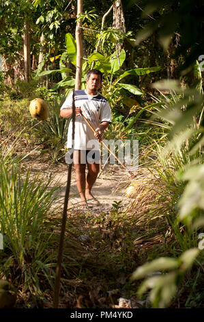 Thailand - Ko Samui - Harverst der Kokosnuss (Cocos nucifera) Thaïlande - Koh Samui - Récolte de Noix de Coco Stockfoto