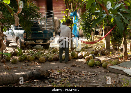 Thailand - Ko Samui - Harverst der Kokosnuss (Cocos nucifera) Thaïlande - Koh Samui - Récolte de Noix de Coco Stockfoto