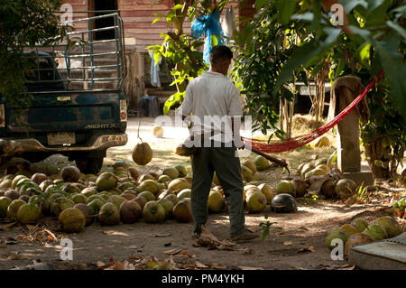 Thailand - Ko Samui - Harverst der Kokosnuss (Cocos nucifera) Thaïlande - Koh Samui - Récolte de Noix de Coco Stockfoto