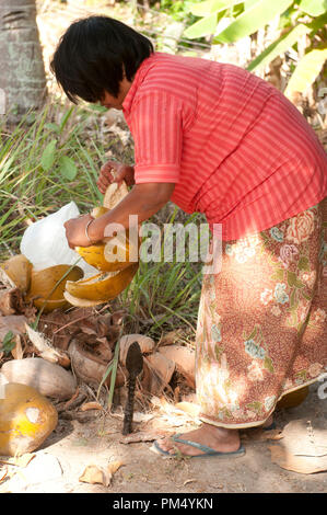 Thailand - Ko Samui - Harverst der Kokosnuss (Cocos nucifera) - Eröffnung coconut Thaïlande - Koh Samui - Récolte de Noix de Coco Stockfoto