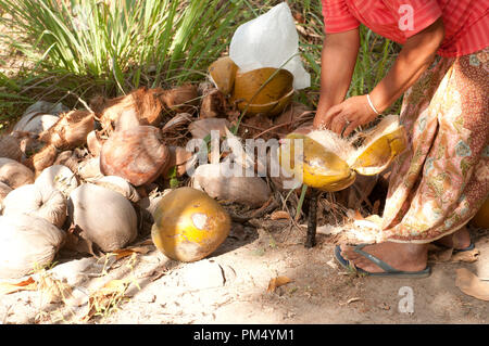 Thailand - Ko Samui - Harverst der Kokosnuss (Cocos nucifera) - Eröffnung coconut Thaïlande - Koh Samui - Récolte de Noix de Coco Stockfoto