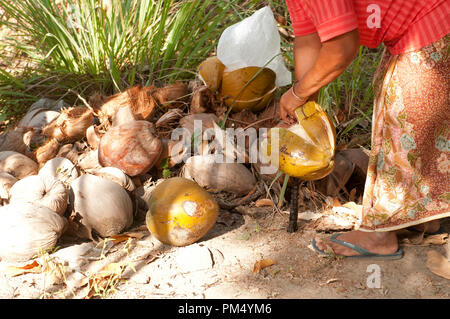 Thailand - Ko Samui - Harverst der Kokosnuss (Cocos nucifera) - Eröffnung coconut Thaïlande - Koh Samui - Récolte de Noix de Coco Stockfoto