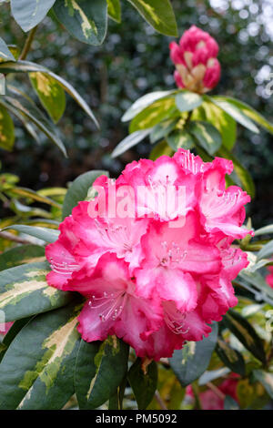 Close-up des rosa/weißen Rhododendron Präsident Roosevelt Blumen Stockfoto