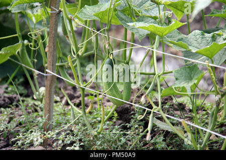 Gurke Plantage in Bandung, Indonesien, Südostasien. Stockfoto