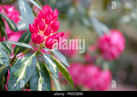 Nahaufnahme der Rhododendron Präsident Roosevelt in der Knospe Stockfoto