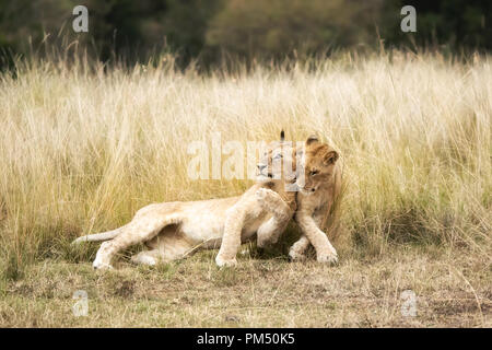 Ein paar verspielten Lion Cubs im hohen Gras der Masai Mara, Kenia. Stockfoto