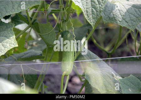 Gurke Plantage in Bandung, Indonesien, Südostasien. Stockfoto