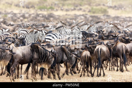 Herden von Gnus und Zebras sammeln in der Masai Mara während der jährlichen großen Migration in Kenia Stockfoto