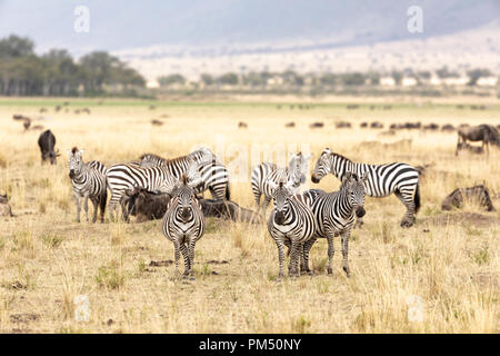 Eine kleine Herde von Zebras und Gnus im Grasland der Masai Mara, Kenia. Die Herden in die Mara während der jährlichen großen Migration, in Stockfoto