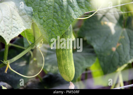 Gurke Plantage in Bandung, Indonesien, Südostasien. Stockfoto