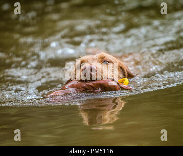 Hungarian wirehaired vizsla Abrufen der Prüfpuppe aus einem See Stockfoto