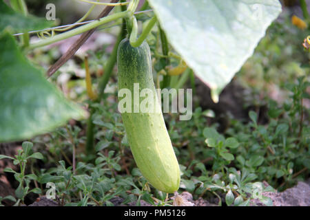 Gurke Plantage in Bandung, Indonesien, Südostasien. Stockfoto