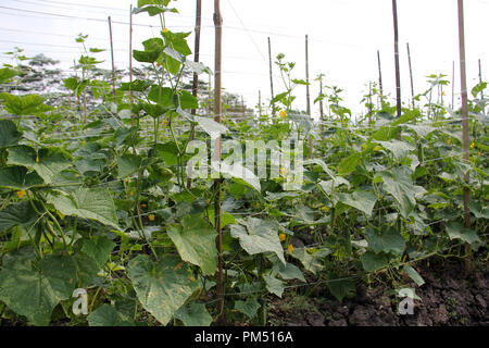 Gurke Plantage in Bandung, Indonesien, Südostasien. Stockfoto