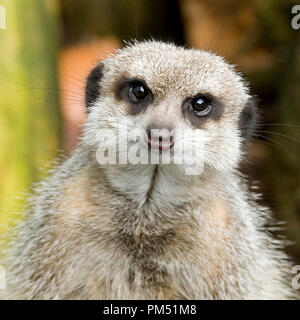 Erdmännchen, Suricata suricatta Stockfoto