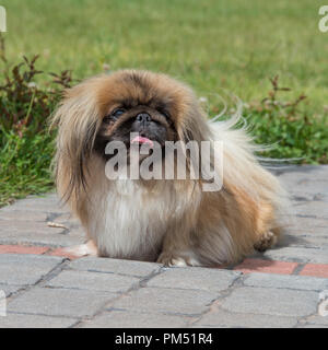 Pekinese Stockfoto