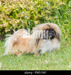 Pekinese Stockfoto