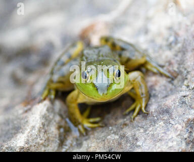Ein grüner Frosch sitzt auf einem Felsen an einem Teich in New Hampshire, USA, in der Dämmerung. Stockfoto