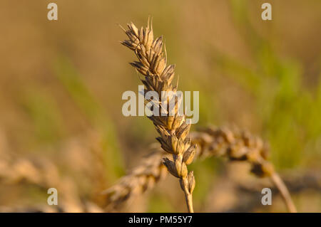 Landwirte arbeiten hart, um alle Fruchtarten geerntet, bevor das Wetter zu schlecht im Herbst. Stockfoto