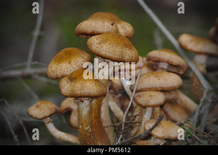 Eine Gruppe von braune Pilze wachsen auf den Schnitt nach unten Baum im Wald im September. Einige dieser Art von Pilzen möglicherweise essbar sein, aber manche könnten. Stockfoto