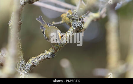 Goldcrest Regulus Regulus, kleinsten Vogel der BRITISCHEN isst kleine Leckerbissen wie Spinnen, Motten Eier und andere kleine Insekten essen. Stockfoto