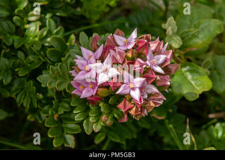 Boronia Boronia barkeriana, Barkers Stockfoto