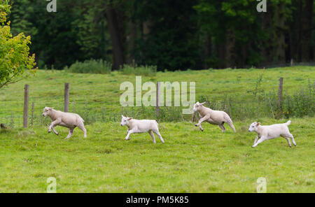 Weiße Lämmer laufen über ein Feld im Frühling auf dem Lande in West Sussex, England, UK. Stockfoto