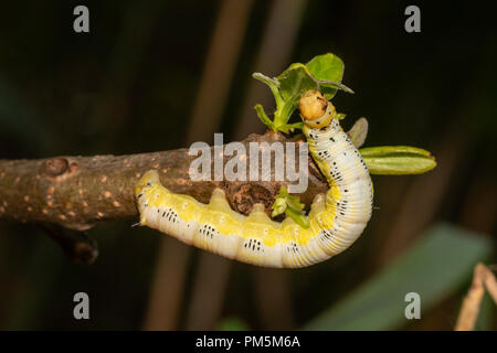 Catalpa sphinx Caterpillar - Ceratomia catalpae Stockfoto