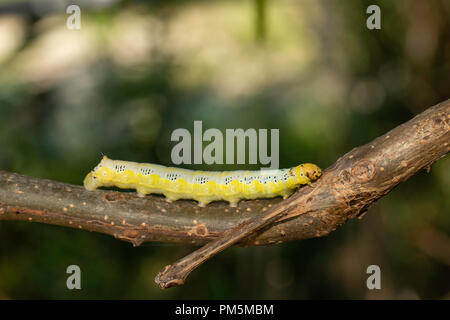 Catalpa sphinx Caterpillar - Ceratomia catalpae Stockfoto