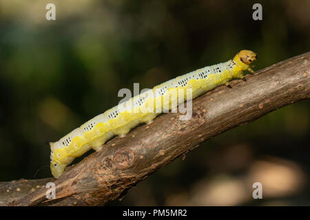 Catalpa sphinx Caterpillar - Ceratomia catalpae Stockfoto