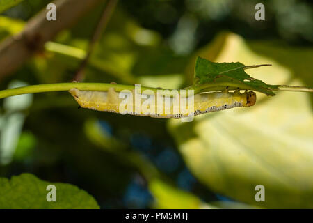 Catalpa sphinx Caterpillar - Ceratomia catalpae Stockfoto