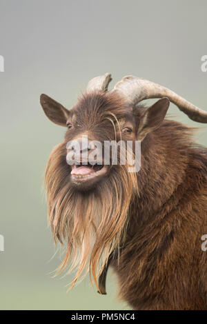 Ein männlicher Mischlingen Ziege (nigerianische Zwerg und pigmy) blökt für sein Frühstück auf einem nebligen Morgen auf einer Farm in New Hampshire, USA. Stockfoto