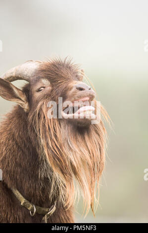 Eine gemischte Rasse Ziege (nigerianische Zwerg und pigmy) schreit für sein Frühstück auf einem nebligen Morgen auf einer Farm in New Hampshire, USA. Stockfoto