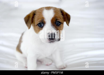 Süße Jack Russel Terrier Welpen Stockfoto