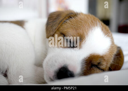 Süße Jack Russel Terrier Welpen Stockfoto