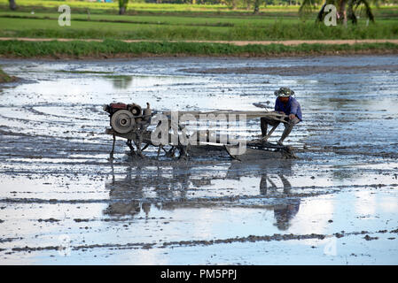 Süd-Thailand, Landwirt fahren Reis Traktor für die Vorbereitung des Bodens für Reis-Plantage Stockfoto