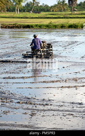 Süd-Thailand, Landwirt fahren Reis Traktor für die Vorbereitung des Bodens für Reis-Plantage Stockfoto