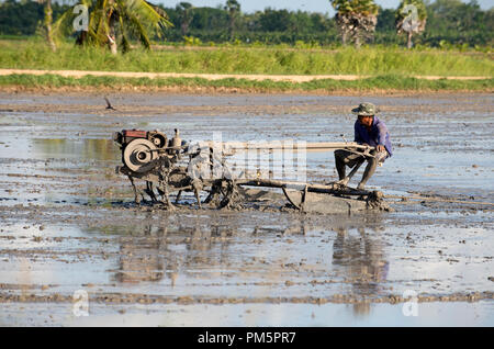 Süd-Thailand, Landwirt fahren Reis Traktor für die Vorbereitung des Bodens für Reis-Plantage Stockfoto