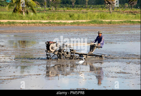 Süd-Thailand, Landwirt fahren Reis Traktor für die Vorbereitung des Bodens für Reis-Plantage Stockfoto