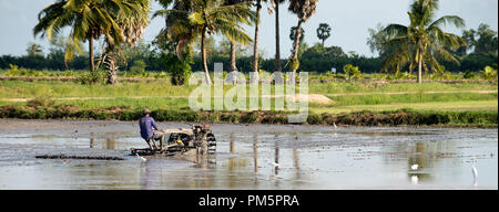 Süd-Thailand, Landwirt fahren Reis Traktor für die Vorbereitung des Bodens für Reis-Plantage Stockfoto