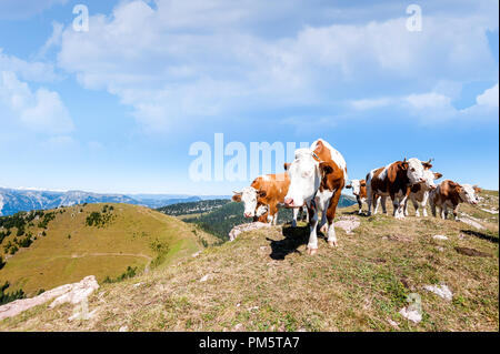 Kühe auf der Seiser Alm, der größten Hochalm Europas, atemberaubenden Rocky Mountains im Hintergrund. Stockfoto
