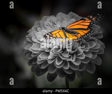 Monarch Monarchen (danaus Plexippus) nicht einfach nur schön, aber wirklich erstaunlich, Tausende von Meilen, mit einem entsprechenden mehrere Generationen m Stockfoto