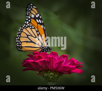 Monarchen (danaus Plexippus) nicht einfach nur schön, aber wirklich erstaunlich, Tausende von Meilen, mit einem entsprechenden mehrere Generationen Migration Stockfoto