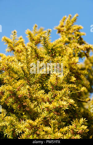 Taxus whipplei 'Fastigiata Aurea', Golden, Golden irischen Eibe Eibe, irische Golden eibe Laub Stockfoto