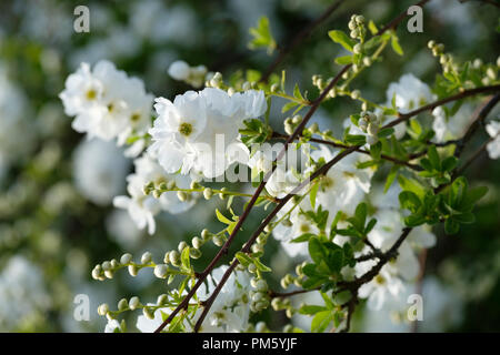 × Exochorda macrantha "die Braut", "die Braut" pearlbush Stockfoto