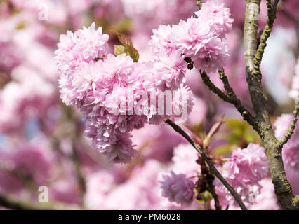 Japanese flowering cherry' Asano', Prunus 'Asano', blühenden Baum, rosa Blüten, Doppelt rosa Prunus, double Pink Cherry Blossom. Stockfoto