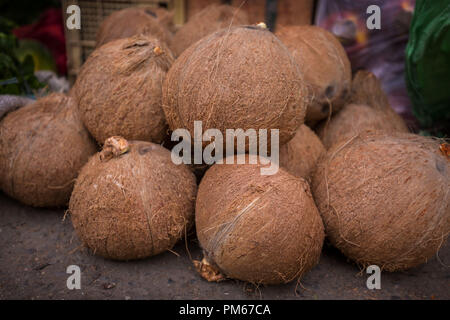 Kokosnüsse, Gruppe von Kokosnüssen, behaart, native Essen, tropische Früchte, Stockfoto