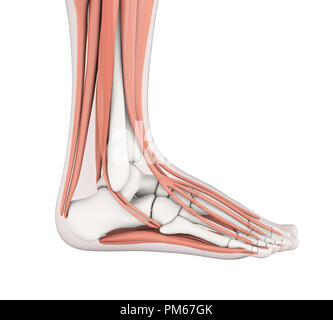 Menschlichen Fuß Muskeln Anatomie Stockfoto