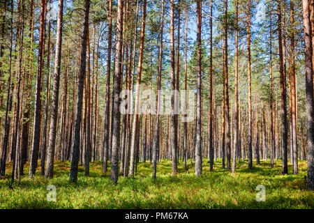 Tanne Wald an einem Sommertag in Mittelnorwegen natürlichen Hintergrund Stockfoto