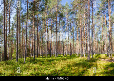 Tanne Wald an einem Sommertag in Mittelnorwegen natürlichen Hintergrund Stockfoto